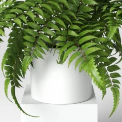 Boston Fern - Threshold™ 7 Boston Fern - Threshold™ -Threshold GUEST 3cbf8c34 f3f7 4bfa a5a1 7c1c2936c266