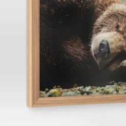 20" X 16" Bear Photography Framed Art Brown - Threshold™ -Threshold GUEST 8d29808a 8d0a 4121 a8c8 64d15cc45658
