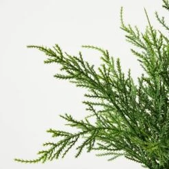 Small Potted Cyprus - Threshold™ Designed With Studio McGee 6 Small Potted Cyprus - Threshold™ Designed With Studio McGee -Threshold GUEST c2eb0cd7 266c 4be1 8d5b cf3aa19eb496