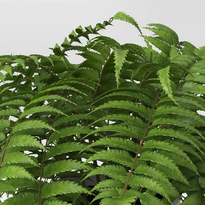 Boston Fern - Threshold™ 4 Boston Fern - Threshold™ - Image 2